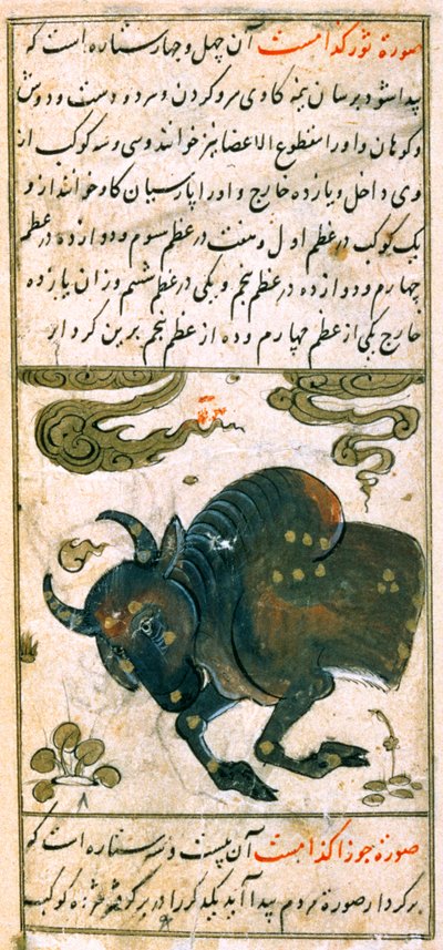 Sterrenbeelden van de Dierenriem: Stier, de Stier, uit Talim dar marifat i taqvuim door Abu Jafar al Tabari
