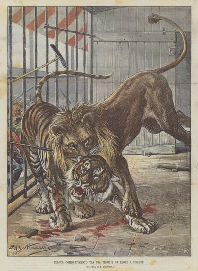 Felle strijd tussen een tijger en een leeuw in Florence door Achille Beltrame