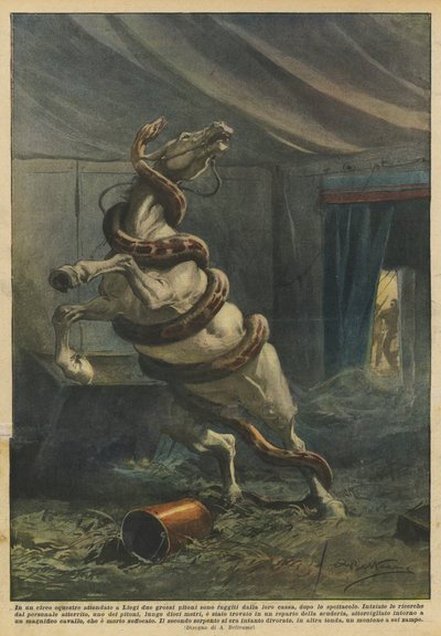 In een circus in Luik zijn na de voorstelling twee grote pythons uit hun kist ontsnapt door Achille Beltrame