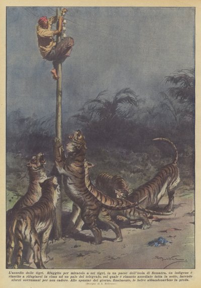 De belegering door tijgers door Achille Beltrame