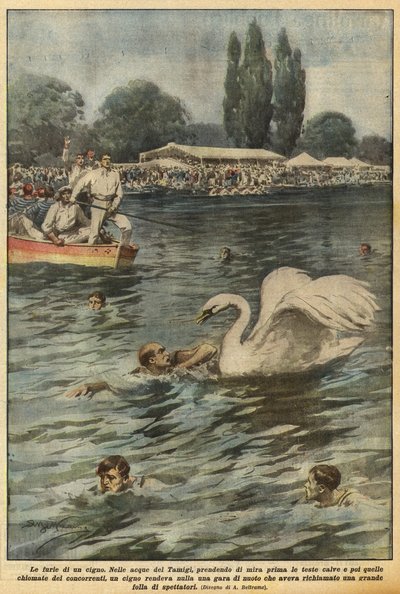 De woede van een zwaan door Achille Beltrame