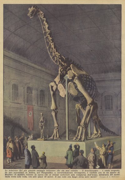 Het skelet van het grootste landdier dat ooit heeft bestaan, de brachiosaurus door Achille Beltrame