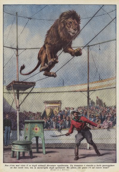 Men had nog nooit gezien dat de koning der dieren een evenwichtskunstenaar werd door Achille Beltrame