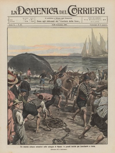 Een enorme walvis aangespoeld op het strand van Massa, de grote inspanningen om hem aan land te slepen door Achille Beltrame