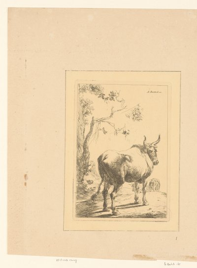 Stier van achteren gezien door Adam von Bartsch
