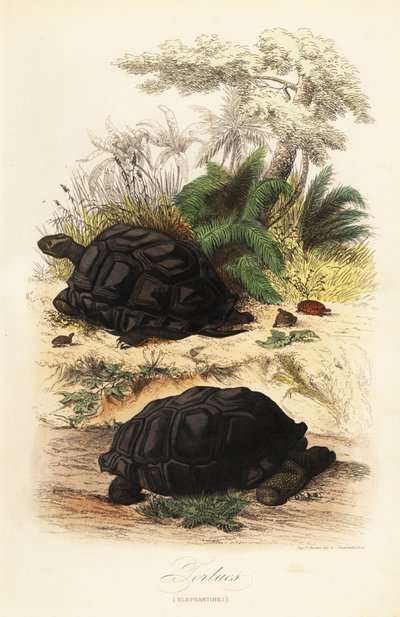 Aldabra reuzenschildpad, Aldabrachelys gigantea, kwetsbaar door Adolph (after) Fries