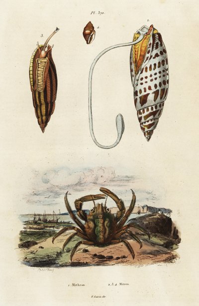 Miterschelpen en groene klamkrab (gravure) door Adolph (after) Fries