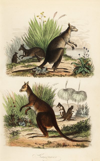 Rode kangoeroe, Macropus rufus (onder), oostelijke grijze kangoeroe, Macropus giganteus (rechtsboven), en donkere wallaby, Thylogale brunii (linksboven) door Adolph (after) Fries