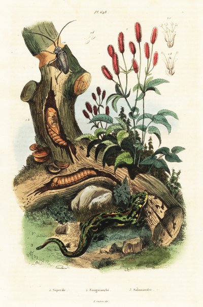 Salamander, kever en grote pimpernel door Adolph (after) Fries