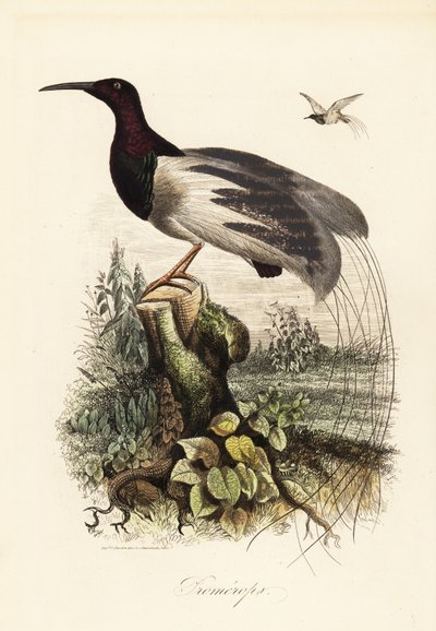 Twaalfdradige paradijsvogel, Seleucidis melanoleucus door Adolph (after) Fries