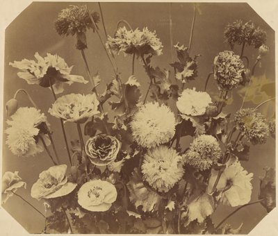 [Bloemen] door Adolphe Braun