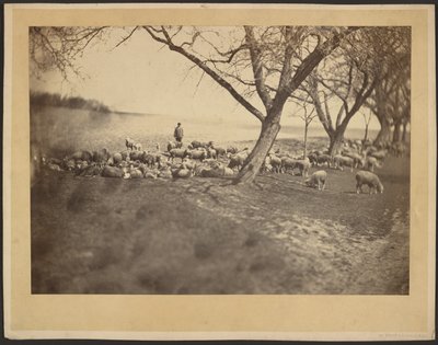 [Herder en kudde schapen] door Adolphe Braun