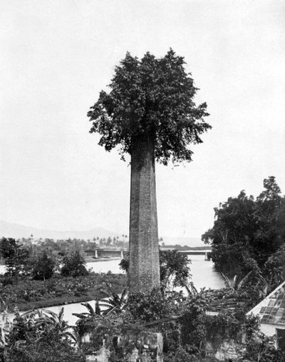 Boom die groeit uit oude suikerfabriekschoorsteen, Jamaica, ca. 1905 door Adolphe Duperly and Son