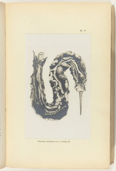 Opengesneden adder met de organen zichtbaar door Adolphe Louis Donnadieu