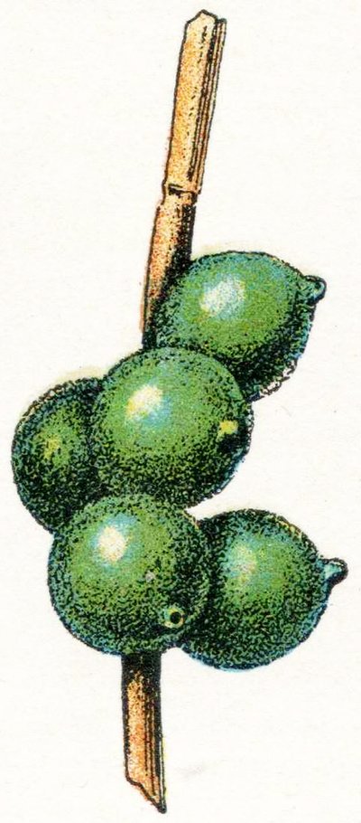 Eieren van de zeekat door Adolphe Philippe Millot
