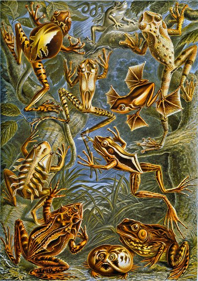 Illustratie van kikkers en padden, ca. 1909 door Adolphe Philippe Millot