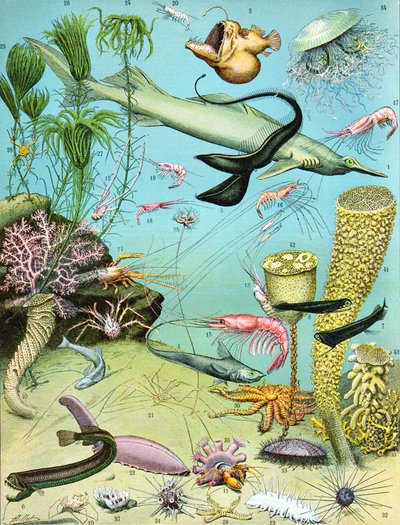 Illustratie van een diepwater-ecosysteem, ca. 1923 door Adolphe Philippe Millot