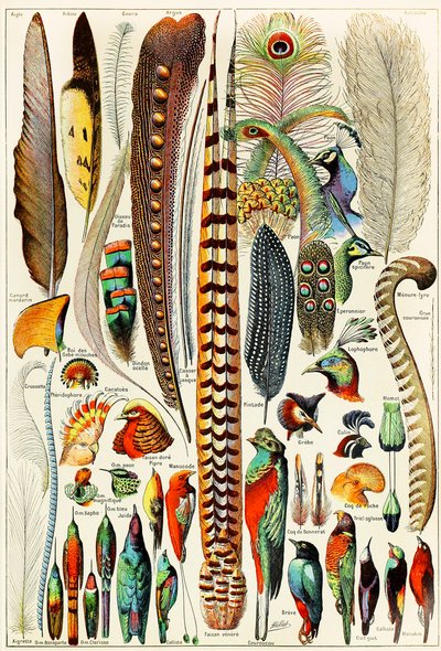 Illustratie van veren en vogels, ca. 1923 door Adolphe Philippe Millot