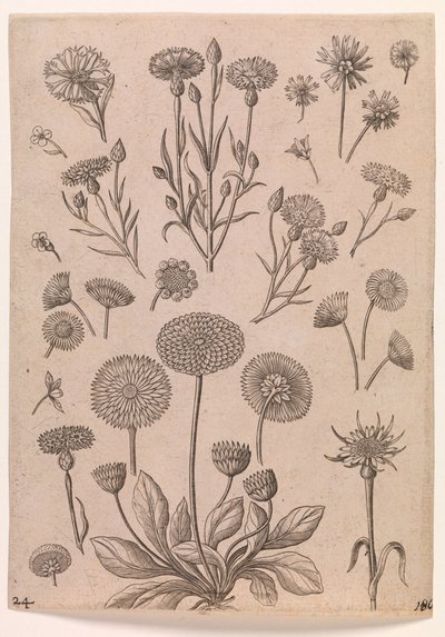 Korenbloemen door Adriaen Collaert