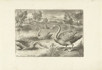 Drie zwanen in een vijver door Adriaen Collaert