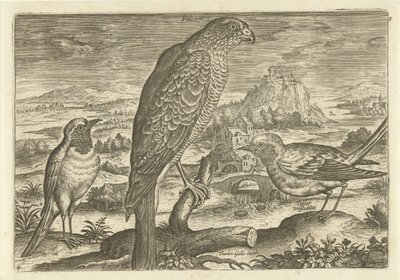 Enkele vogels in een landschap door Adriaen Collaert