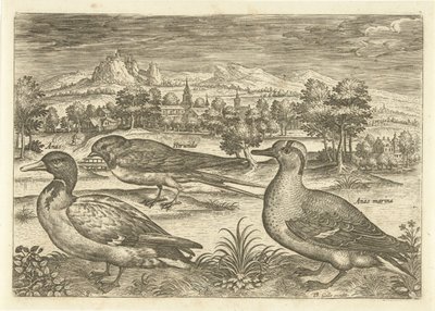 Enkele vogels in een landschap door Adriaen Collaert