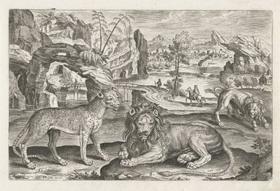 Leeuwen en luipaard door Adriaen Collaert