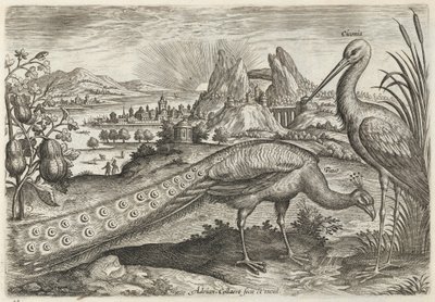 Pauw en ooievaar door Adriaen Collaert
