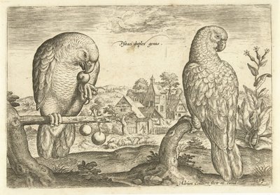 Twee papegaaien in een landschap door Adriaen Collaert