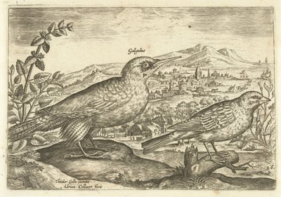 Twee vogels in een landschap door Adriaen Collaert