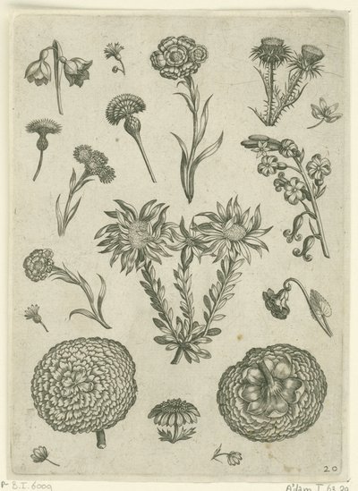 Verschillende bloemen, waaronder chrysant en distel door Adriaen Collaert