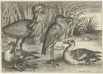 Vier waadvogels langs een oever door Adriaen Collaert