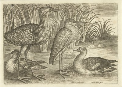 Vier waadvogels langs een oever door Adriaen Collaert