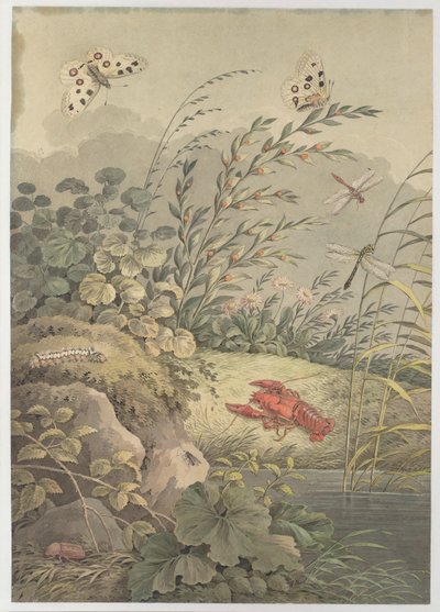 Stuk water met krab, vlinders, libellen en duindoorn, c. 1800 door Adrian Zingg