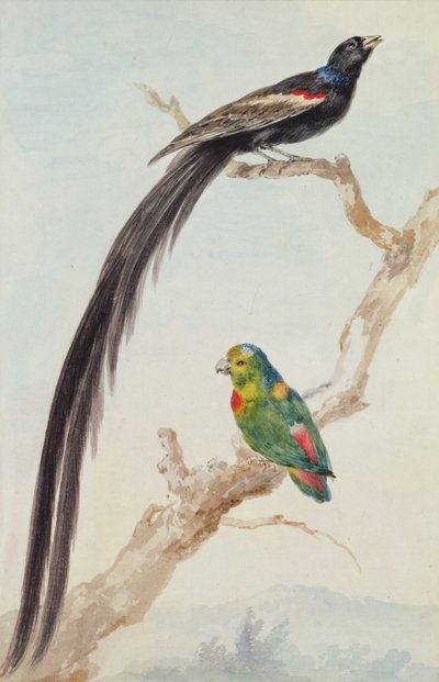 Een Langstaartwidavink en een blauwgekroonde hangpapegaai, 1783 door Aert Schouman