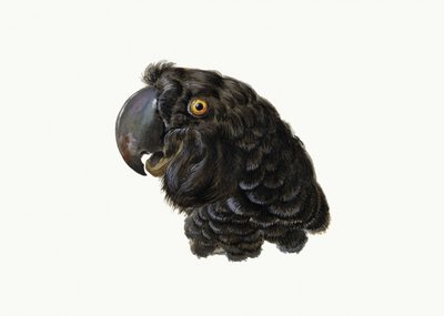 Kaketoe door Aert Schouman