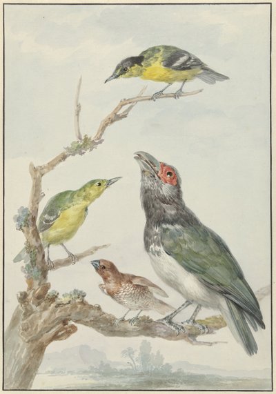 Vier verschillende vogels op een tak door Aert Schouman