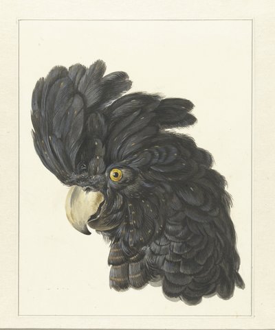 Hoofd van een kaketoe door Aert Schouman
