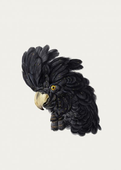 Hoofd van een kaketoe door Aert Schouman