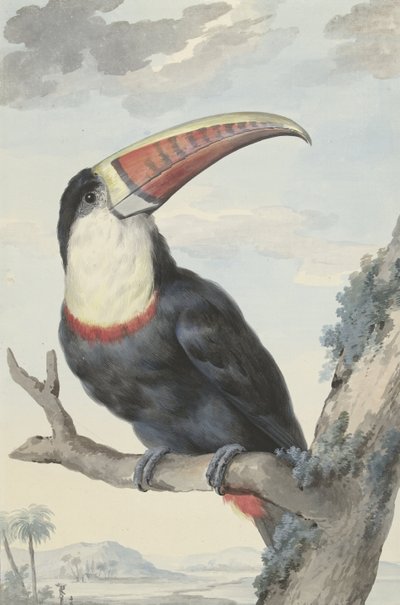 Roodbektoekan door Aert Schouman