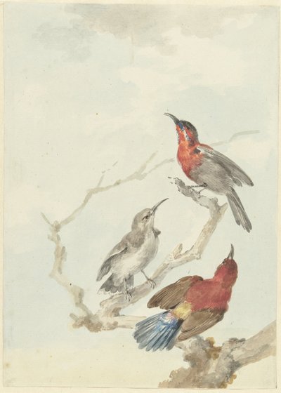 Drie karmozijnrode honingzuigers door Aert Schouman