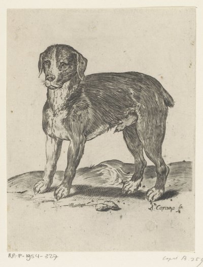 Staande hond door Agostino Carracci