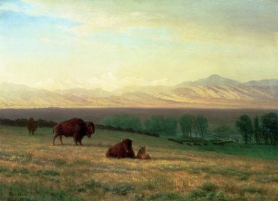Buffels op de vlaktes, ca. 1890 door Albert Bierstadt