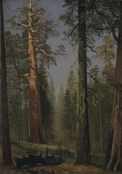 De grizzly reuzensequoia, Mariposa Grove, Californië door Albert Bierstadt