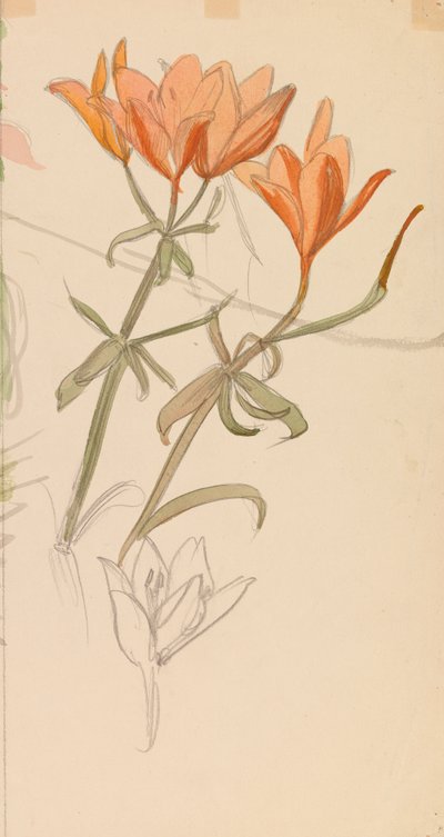 Oranje lelies door Albert Edelfelt