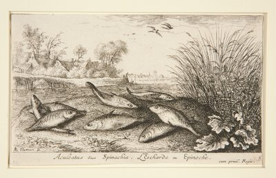 Aculeatus siue Spinachia. L door Albert Flamen