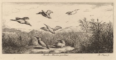 Alcedo, de ijsvogel door Albert Flamen