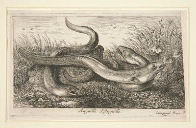 Anguilla. L door Albert Flamen