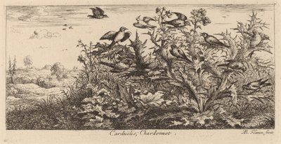 Carduelis, De Putter door Albert Flamen