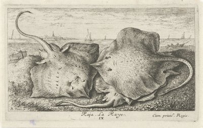 Drie roggen op het strand door Albert Flamen